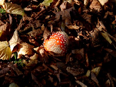 Red fly agaric mushroom forest floor forest photo