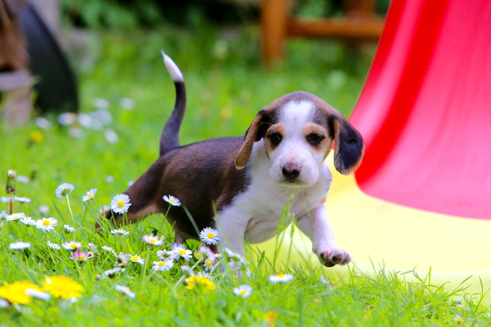 Beautiful small dog dog look