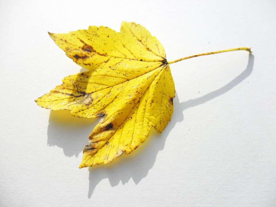 Veins autumn nature