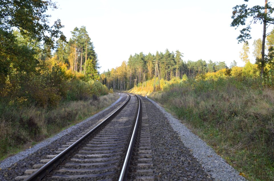 Forest tracks landscape