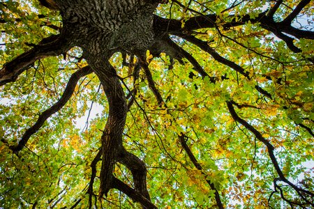 Autumn oak beauty