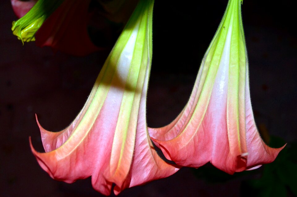 Brugmansia plant pink