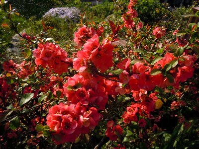 Chaenomeles bush flowers