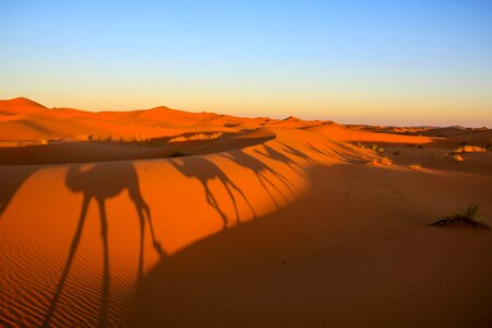 Camels landscape loneliness photo