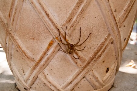Huntsman bug predator