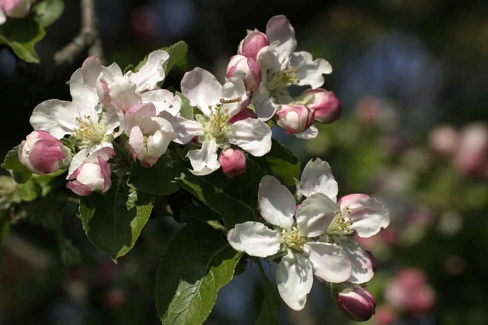 Flowering trees flowers cherry blossoms