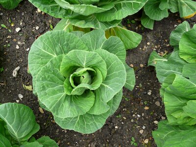 Vegetable food plant