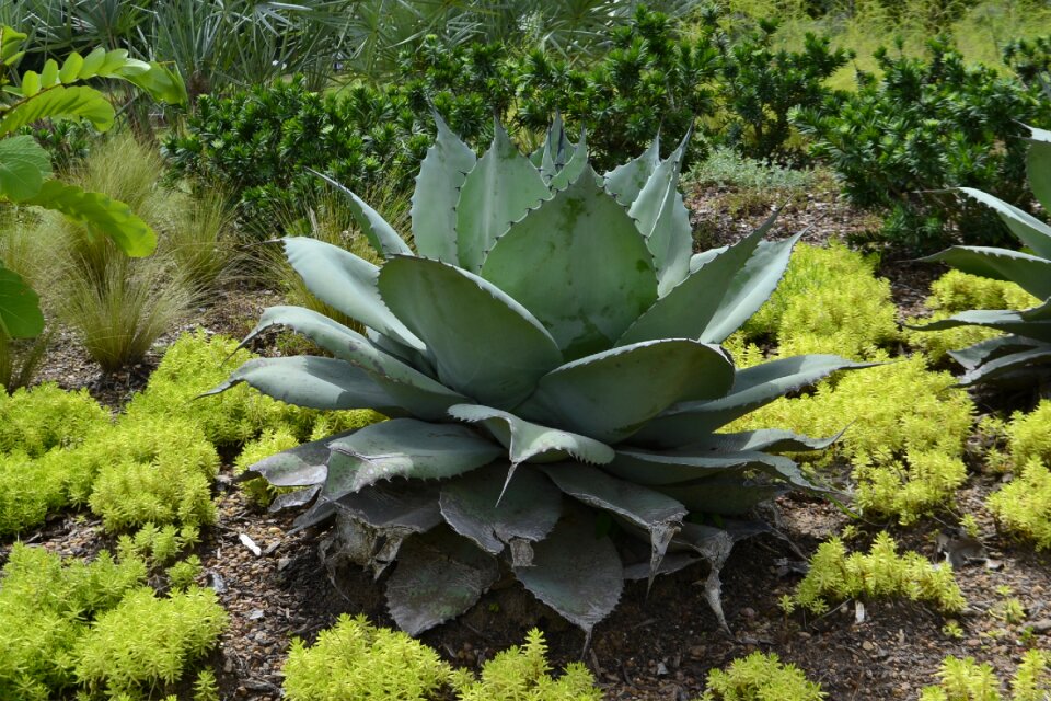 Plant national park
