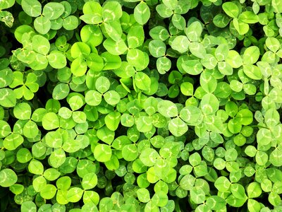 Wallpaper spring green