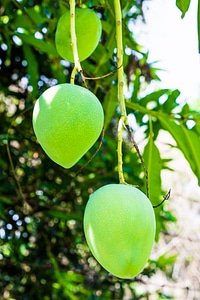 Fruits fruit green mango photo