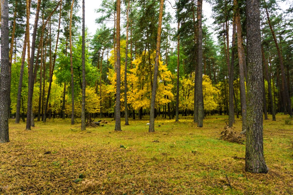 Paint forest landscape