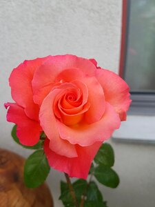 Rose blooms garden rose beauty
