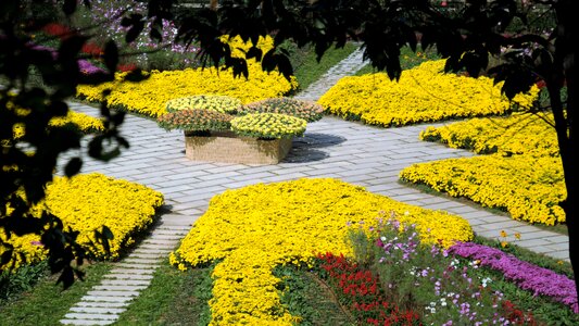 Flowers garden flower garden