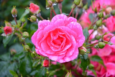 Rosebush bouquet thorns photo