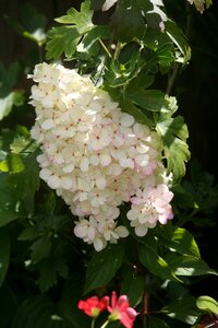 Summer hint of pink shade