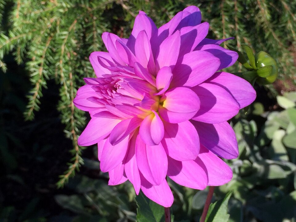 Flower massachusetts