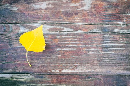 Wood yellow brown