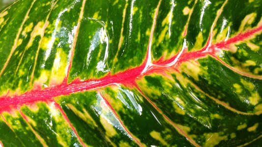 Red mesopodium petiolus green