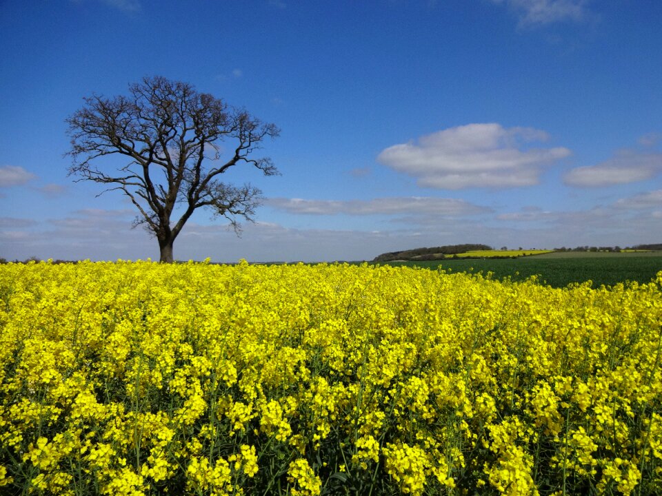 Yellow field landscape bare tree photo