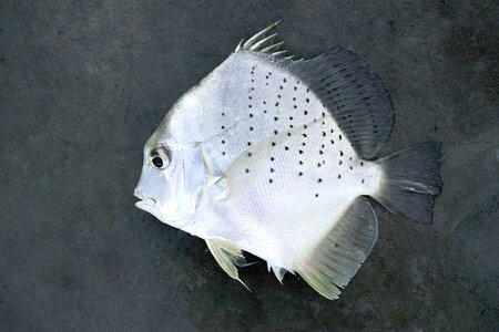 Dead fish white fish
