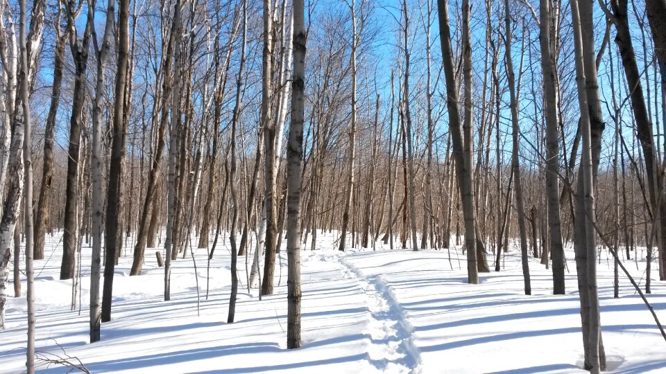 Forest trees path photo