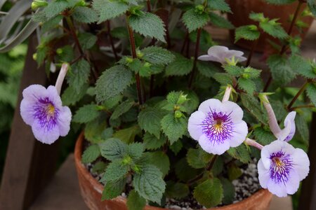 Rare greenhouse botany