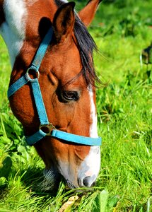 Equestrian coupling animal photo