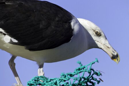 Gull sea nature