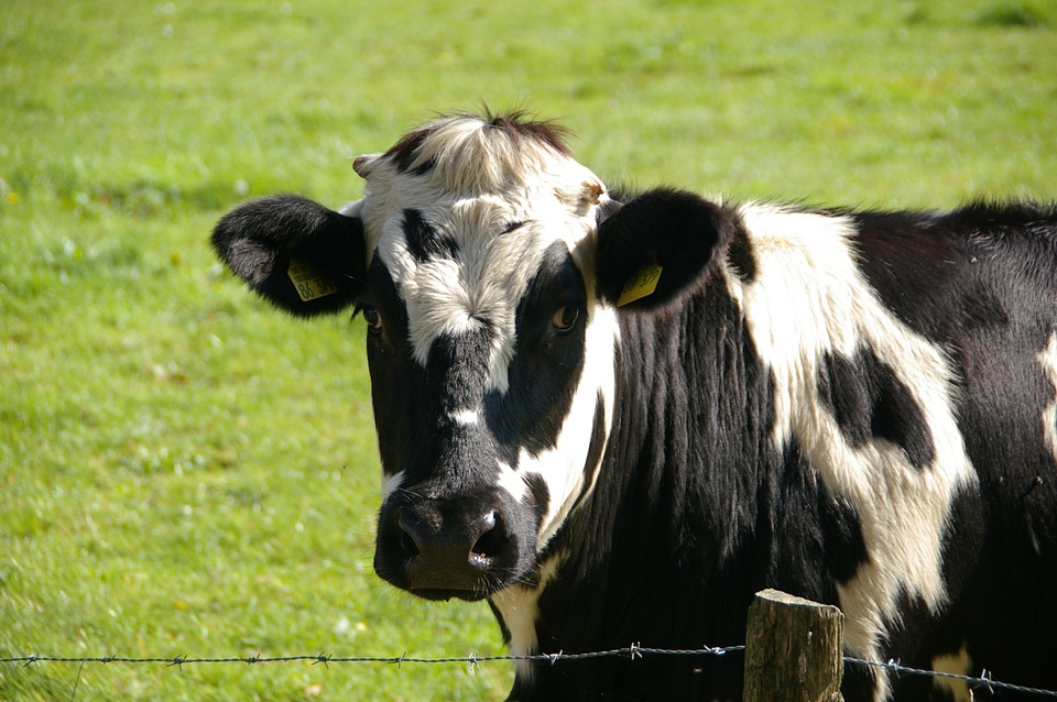 White milk cow animal