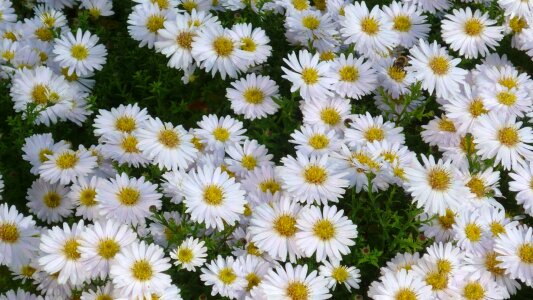 White flowers breeding photo