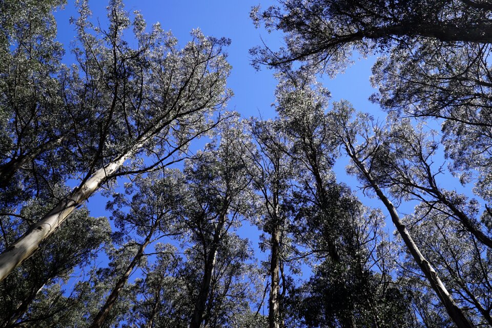 Tall trees soaring reaching out