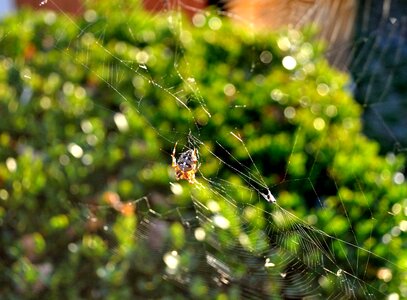 Close up garden spider animals