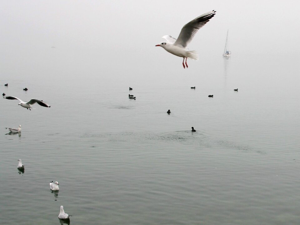 Autumn in the morning the seagulls
