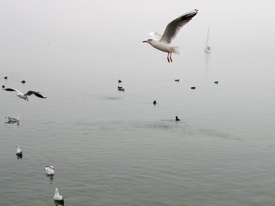 Autumn in the morning the seagulls photo