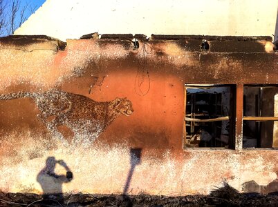 Cat house fire