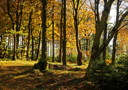 Altitude northern bright fall foliage photo