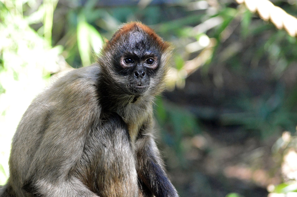 Wild zoology mammal