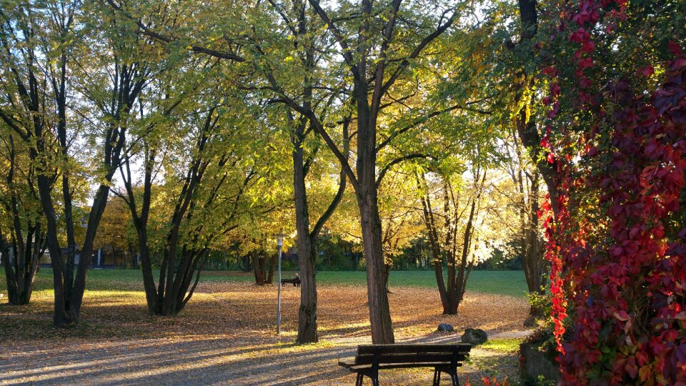 Bank walk fall foliage