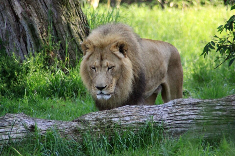 Zoo seattle washington