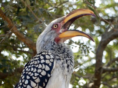 Open mouth bananenvogel south africa