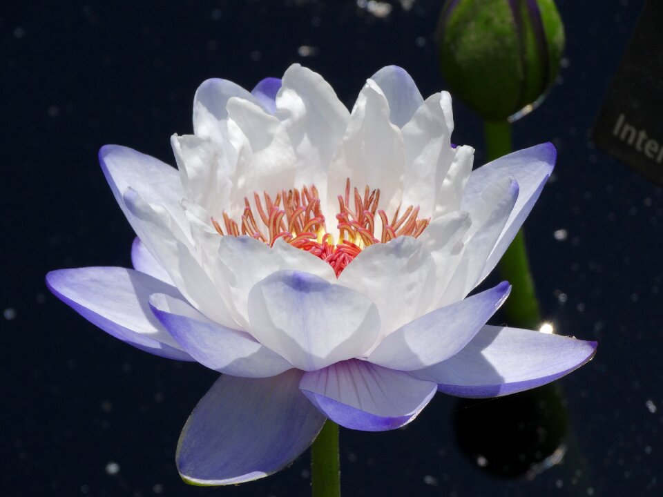 Nature lily garden
