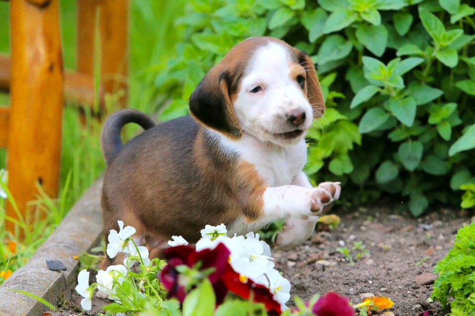 Beautiful small dog dog look