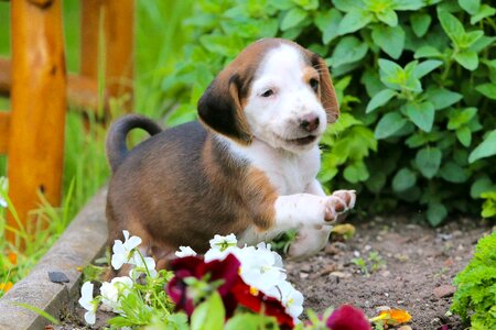 Beautiful small dog dog look photo