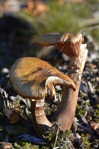 Mushroom picking nature autumn photo
