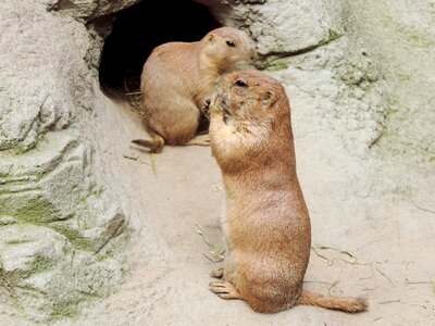 Mankei animal's den cave photo