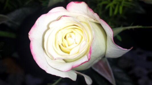 Flower romance floral