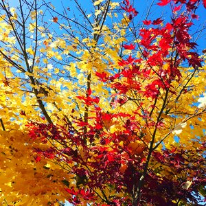 Fall leaves seasons maple leaf