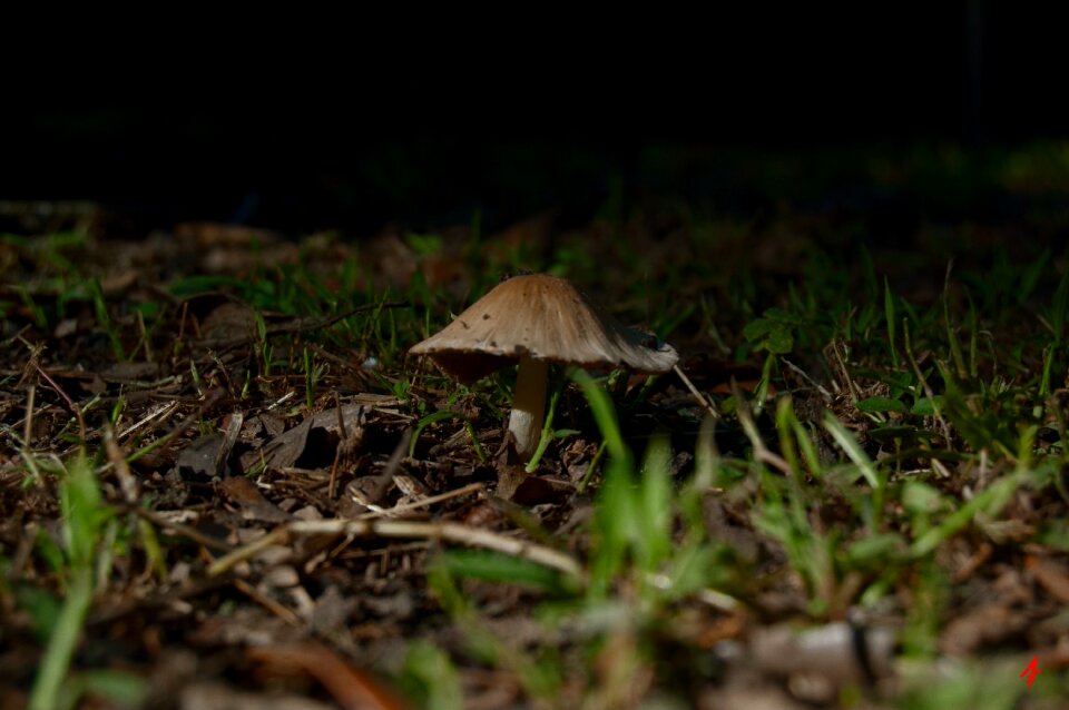 Autumn food fungus photo