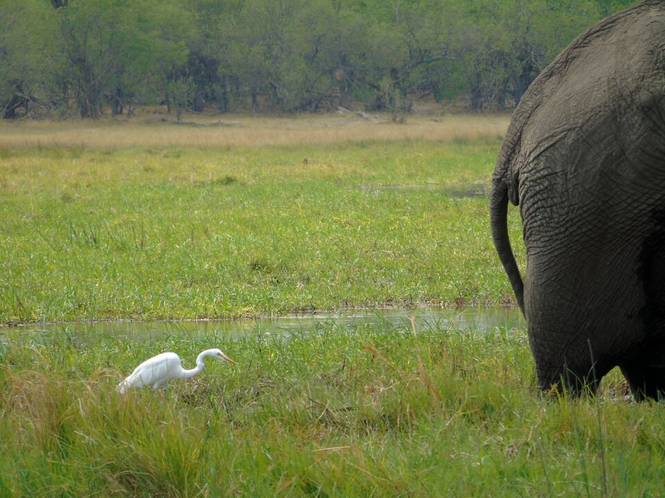 Swamp animal africa