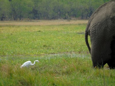 Swamp animal africa